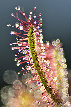 Detailed view, Cape sundew (Drosera capensis)