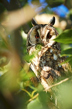 Long-eared Owl (Asio otus), Apetlon, Burgenland, Austria, Europe