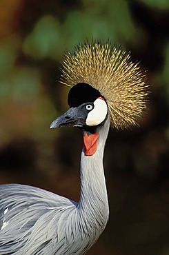 Grey Crowned Crane (Balaerica regulorum), endangered, KwaZulu-Natal, South Africa