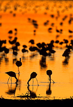 Lesser Flamingo (Phoenicopterus minor) flock in water, Kimberley, Northern Cape, South Africa, Africa