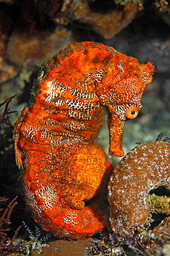 Pacific seahorse (Hippocampus ingens) and a small sponge, Ponta de Sao Vicente, Isabella Island, Albemarle, Galapagos Islands, a UNESCO World Natural Heritage Site, Ecuador, Pacific Ocean