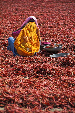 Women wearing colourful saris during the chili harvest, Madhya Pradesh, India, Asia