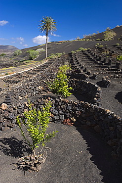 Wine-growing, dryland agriculture on lava, volcanic landscape at La Geria, Lanzarote, Canary Islands, Spain, Europe