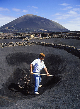 Worker in a lava field, dryland agriculture on lava, volcanic landscape at La Geria, Lanzarote, Canary Islands, Spain, Europe