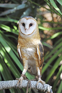 Barn Owl (Tyto alba), tied to a perch, Palm Beach, Florida, USA