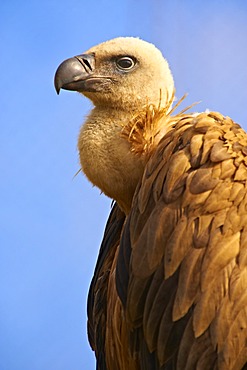 Griffon Vulture (Gyps fulvus), native bird of Cres Island, Beli, Croatia, Europe