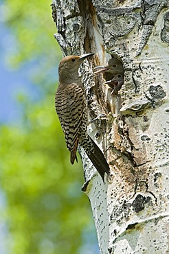 Common Flicker, Northern Flicker (Colaptes auratus), Grand Teton National Park, Wyoming, USA, North America