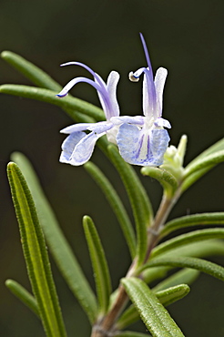 Rosemary (Rosmarinus officinalis), Schwaz, Tyrol, Austria, Europe