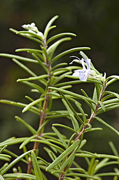 Rosemary (Rosmarinus officinalis), Schwaz, Tyrol, Austria, Europe