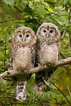 Ural Owl (Strix uralensis), juvenile birds, Bavarian Forest National Park, Bavaria, Germany, Europe