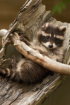 Raccoon (Procyon lotor), Wildpark Assling wildlife park, East Tyrol, Austria, Europe