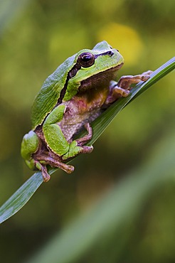 European tree frog (Hyla arborea), Riedlingsdorf, Burgenland, Austria, Europe