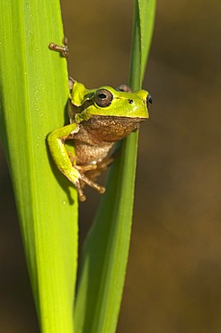 Sardinian tree frog (Hyla sarda), Sardinia, Italy, Europe