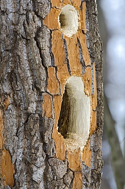 Chew marks of a Black Woodpecker (Dryocopus martius), Landschaftsschutzgebiet Tratzberg conservation area, Tyrol, Austria, Europe