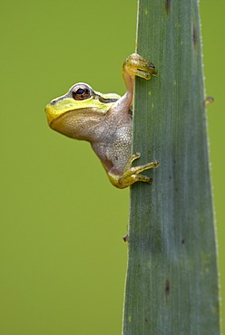 European Tree Frog (Hyla arborea), Loar, Kramsach, Tyrol, Austria, Europe