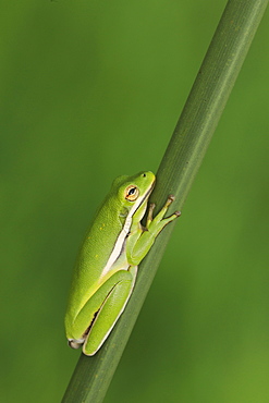 Green Treefrog (Hyla cinerea), adult sleeping on reed, Fennessey Ranch, Refugio, Coastal Bend, Texas Coast, USA