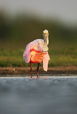 Roseate Spoonbill (Ajaia ajaja), immature preening, Dinero, Lake Corpus Christi, South Texas, USA