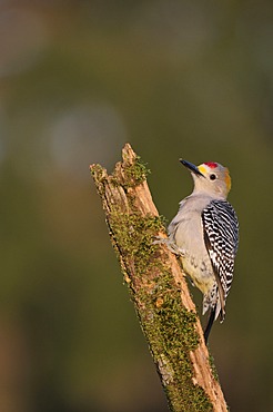 Golden-fronted Woodpecker (Melanerpes aurifrons), male perched, Dinero, Lake Corpus Christi, South Texas, USA