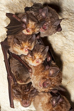 Greater Horseshoe Bat (Rhinolophus ferrumequinum), Meheley's Horseshoe Bat (Rhinolophus mehelyi) and Common Bent-wing Bat, Schreiber's Long-Fingered Bat or Schreiber's Bat (Miniopterus schreibersii) in cave in Sardinia, Italy, Europe