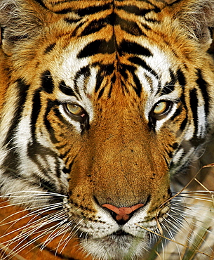 Tiger (Panthera tigris), portrait, Bandhavgarh National Park, Madhya Pradesh, India, Asia