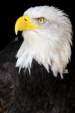 Bald Eagle (Haliaeetus leucocephalus), portrait