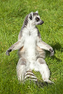 Ring-tailed lemur (Lemur catta), Serengeti Park zoo and leisure park, Hodenhagen, Lower Saxony, Germany, Europe