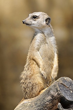 Meerkat (Suricata suricatta), watching out