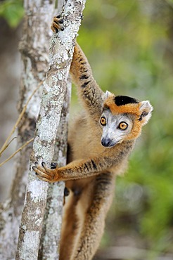 Crowned Lemur (Eulemur coronatus), Madagascar, Africa