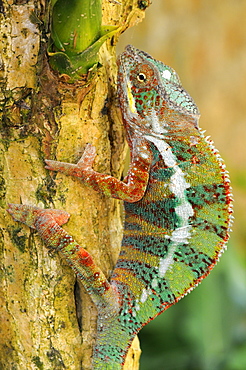 Panther Chameleons (Furcifer pardalis), male, climbing a tree trunk, Madagascar, Africa