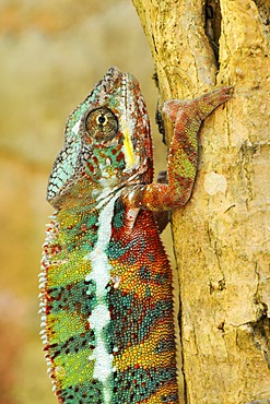 Panther Chameleons (Furcifer pardalis), male