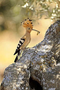 Hoopoe (Upupa epops), sitting with food on an old olive tree