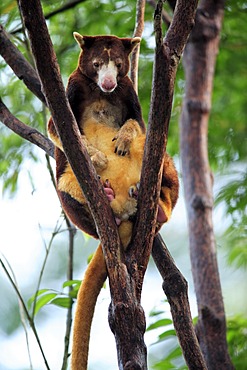 Goodfellow's Tree Kangaroo or Ornate Tree Kangaroo (Dendrolagus goodfellowi), adult in a tree, Australia