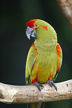 Red-fronted Macaw (Ara rubrogenys), adult bird in a tree, South America