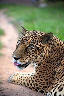 Jaguar (Panthera onca), adult male, Pantanal, Brazil, South America