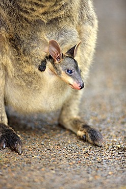 Pretty-faced Wallaby (Macropus parryi), female adult with young in pouch, Lamington National Park, Queensland, Australia