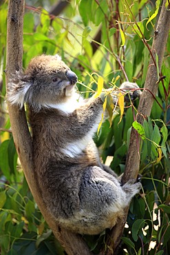 Koala (Phascolarctos cinereus), adult in tree feeding on Eucalyptus, Australia