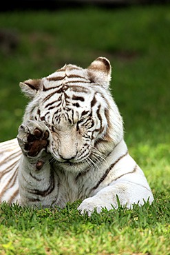 Bengal tiger or Royal Bengal tiger (Panthera tigris tigris), adult, India, Asia