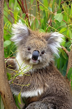 Koala (Phascolarctos cinereus), portrait, adult in tree feeding on Eucalyptus, Australia