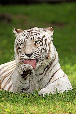 Bengal tiger or Royal Bengal tiger (Panthera tigris tigris), adult, India, Asia