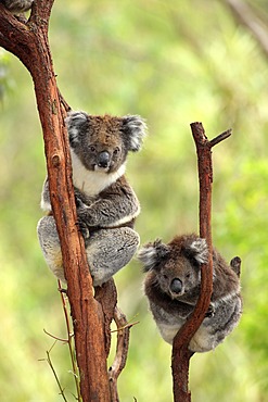 Koala (Phascolarctos cinereus), adult couple, tree, Australia