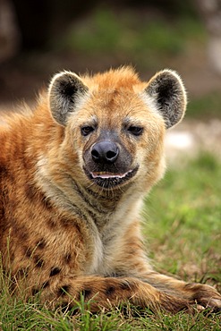 Spotted Hyena or Laughing Hyena (Crocuta crocuta), adult, portrait, Africa