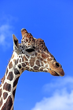 Somali Giraffe or Reticulated Giraffe (Giraffa camelopardalis reticulata), adult, portrait, Africa