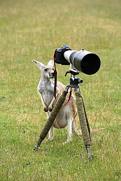 Eastern Grey Kangaroo (Macropus giganteus), adult examining a camera on a tripod, Australia