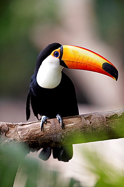 Toco Toucan (Ramphastos toco), adult, on tree, Pantanal, Brazil, South America