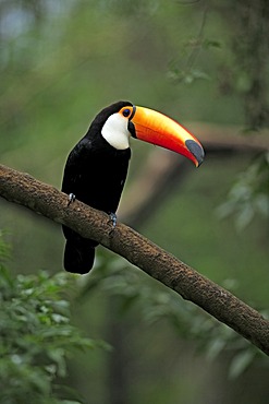 Toco Toucan (Ramphastos toco), adult, on tree, Pantanal, Brazil, South America