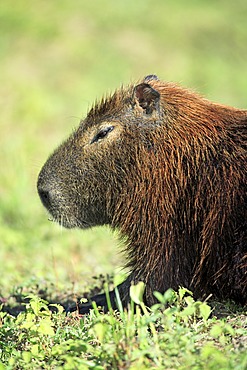 Capybara (Hydrochoerus hydrochaeris), adult, portrait, resting, Pantanal wetland, Brazil, South America