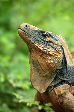 Blue Iguana or Grand Cayman Iguana (Cyclura lewisi), portrait