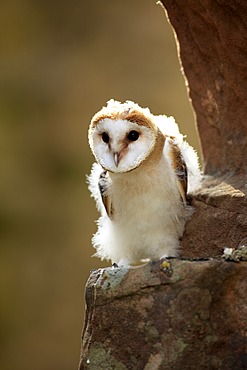 Barn Owl (Tyto alba), fledgling, Germany, Europe