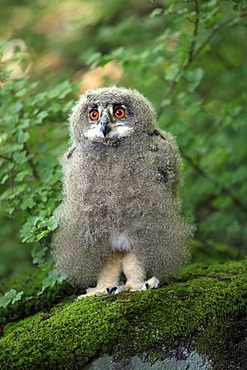 Eagle Owl (Bubo bubo), fledgling, alert, Germany, Europe