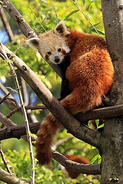 Red panda (Ailurus fulgens fulgens), tree, Asia